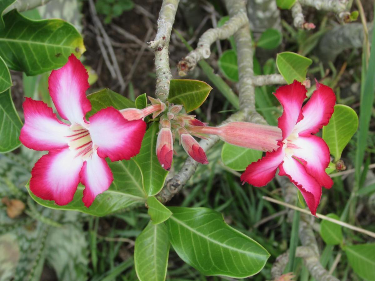 Amanzimlotzi Riverside Bush Camp 호에드스프뤼트 외부 사진