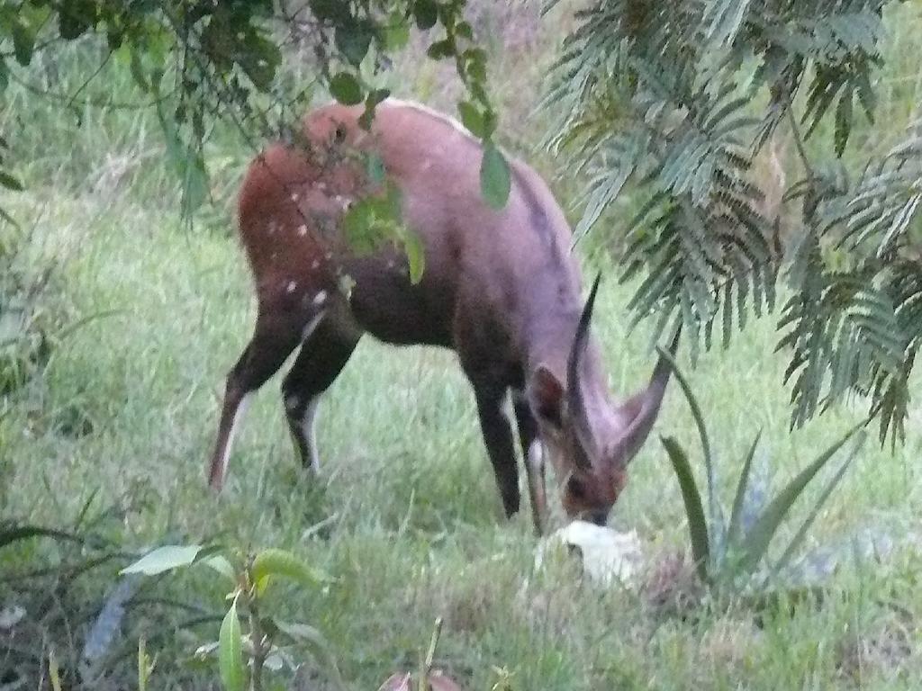 Amanzimlotzi Riverside Bush Camp 호에드스프뤼트 객실 사진